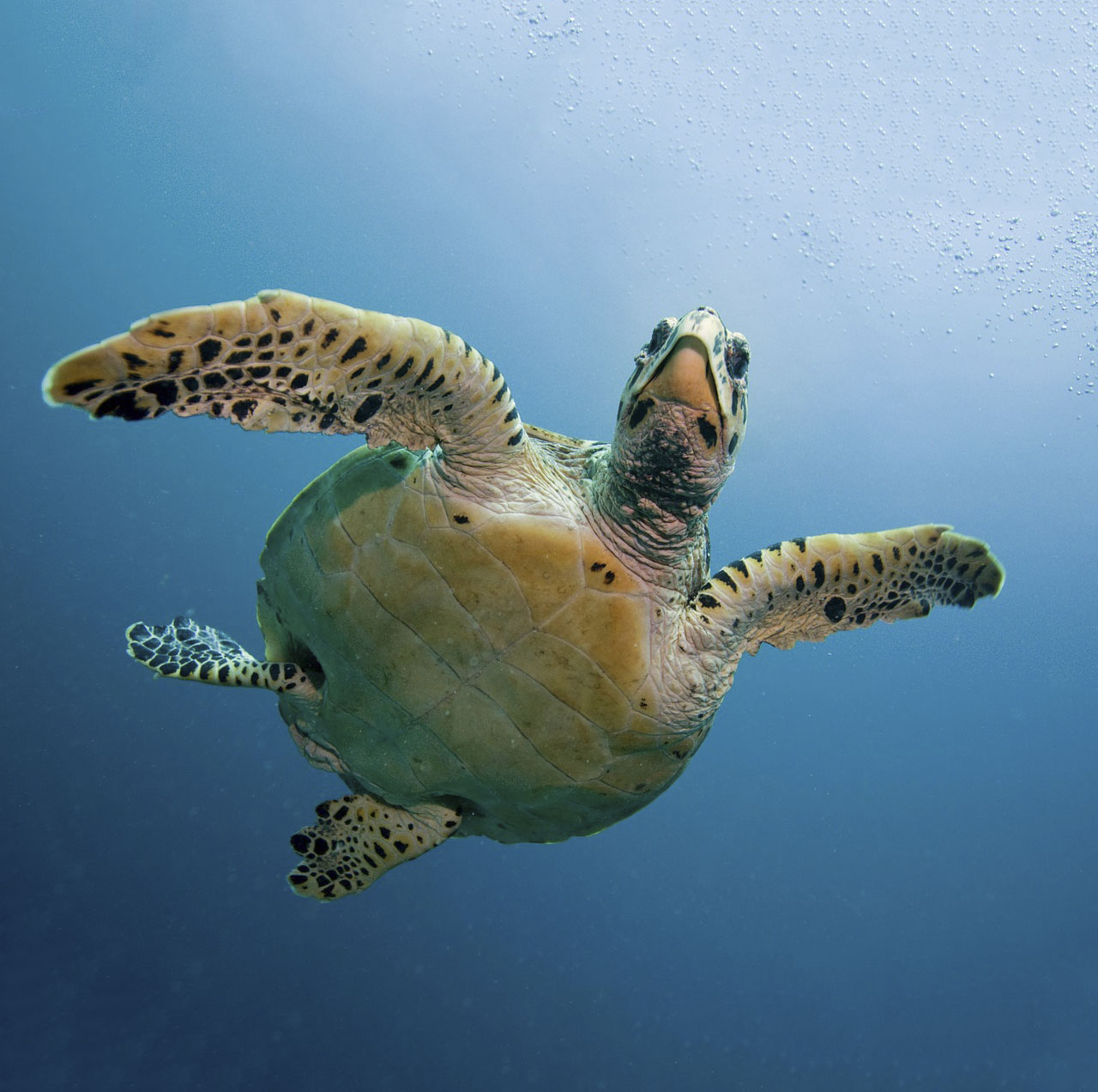 kormandallas-turtle-2250720_1280